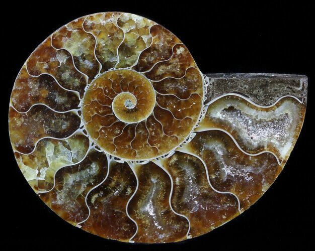 Agatized Ammonite Fossil (Half) #56334